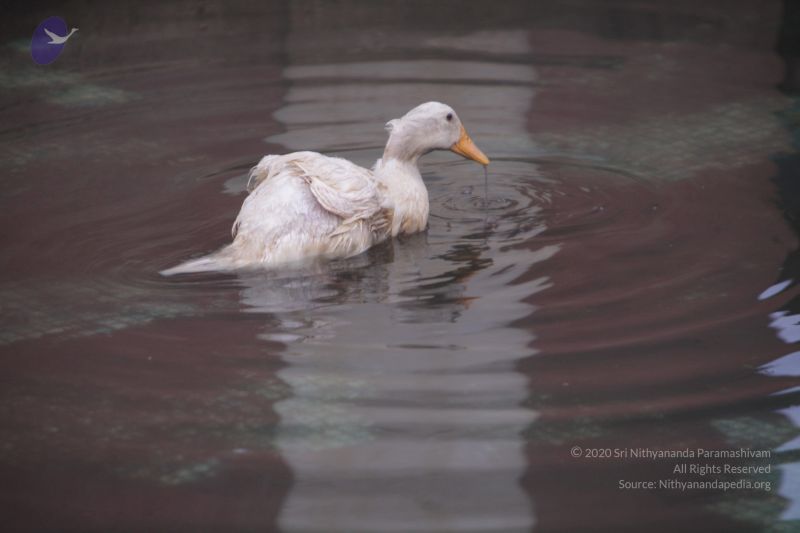 File:20170626 Photo 1061 1QoAS5h7yd43tw9mHZv3C2B9lpWiZBSDn.JPG