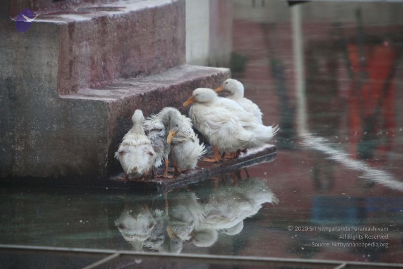 File:20170626 Photo 1066 1xWdkNLp5KxN9vv0W65N2ncnQdpiZLhF0.JPG