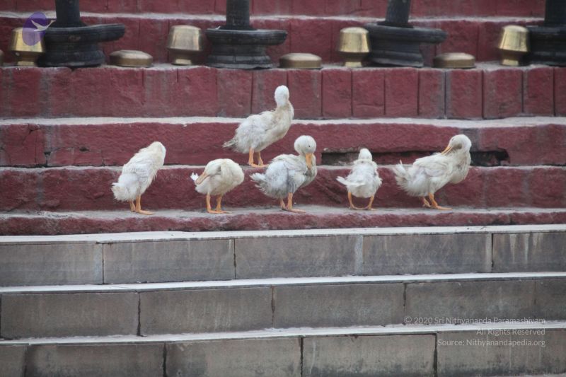 File:20170626 Photo 1067 13xLboVtN20MBuUkZ6iY096CpocuZzRJg.JPG