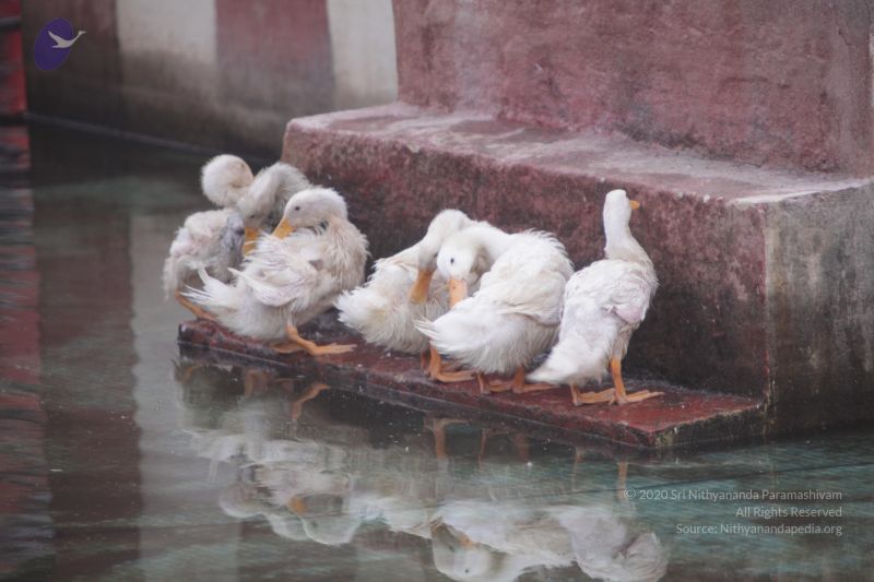 File:20170626 Photo 1082 1nR3HtZ mCnzm82O0wuUrbIEIrzhe 4-c.JPG