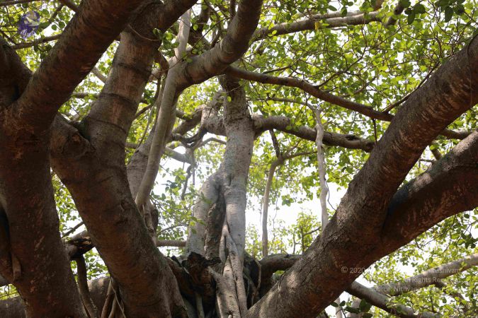 20190407 Photo 1065 1PCZaR9QnakhfvCNq1eD7Qs55SyNL3n3T.JPG