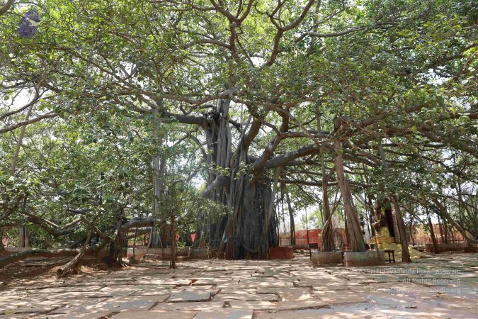 20190407 Photo 1151 1mYqt99LKVcEjE7SGKYlBwqFPiICvg1xu.JPG