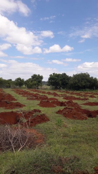 File:20210909 Kacharapattu3.jpeg
