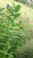 Thumbnail for version as of 12:22, 27 September 2021