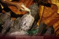 Thumbnail for version as of 17:47, 16 October 2021