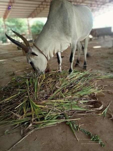 File:20211013 cow fodder 3.41.07 PM.jpg