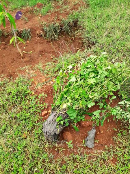 File:20211025 kacharapattu 9.43.54 AM.jpg