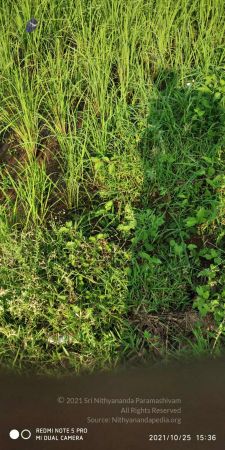 20211025 kacharapattu 9.46.03 AM (1).jpg