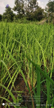 20211025 kacharapattu 9.46.03 AM (2).jpg