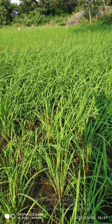 20211025 kacharapattu 9.46.04 AM.jpg