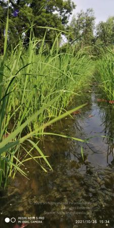 20211025 kacharapattu 9.46.04 AM (1).jpg