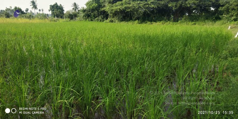 20211025 kacharapattu 9.46.04 AM (2).jpg