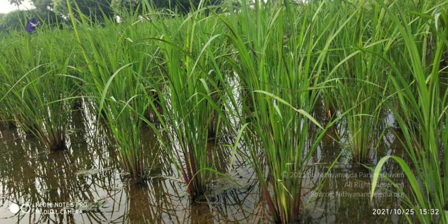 20211025 kacharapattu 9.46.05 AM.jpg