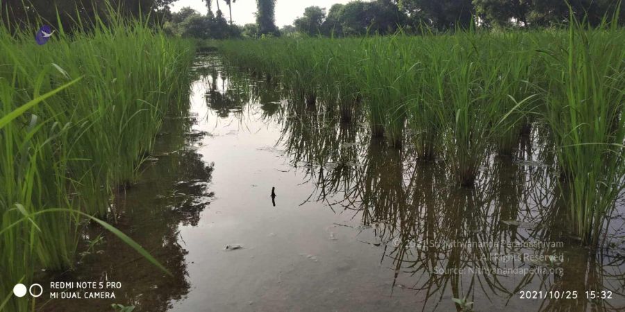 20211025 kacharapattu 9.46.05 AM (2).jpg