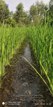 20211025 kacharapattu 9.46.06 AM.jpg