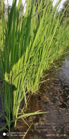 20211025 kacharapattu 9.46.06 AM (1).jpg