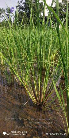 20211025 kacharapattu 9.46.09 AM.jpg
