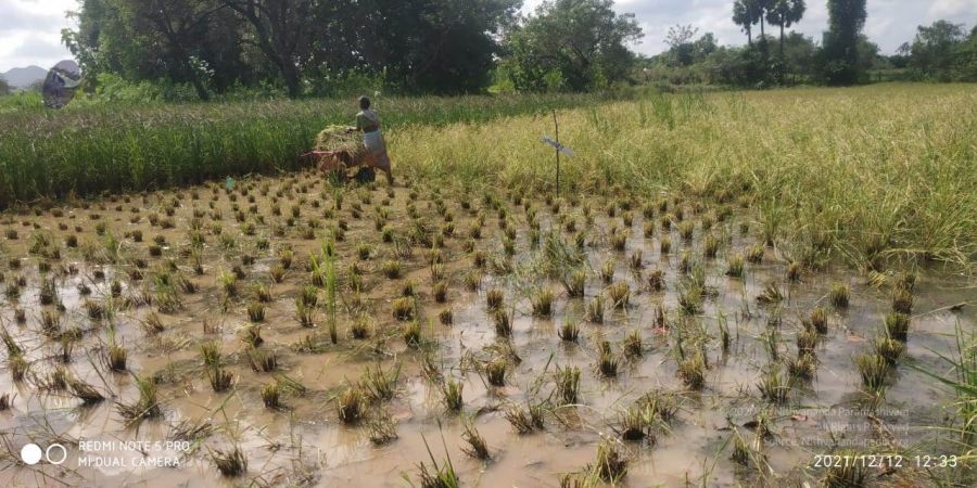 20211206 WhatsApp Image 2021-12-12 at 2.43.54 PM 11.jpg