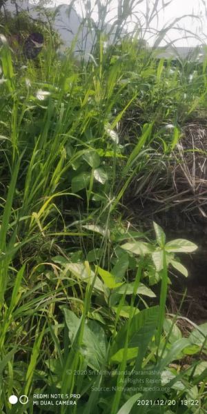 File:20211220 kacharapattu 1.39.15 PM 11.jpg