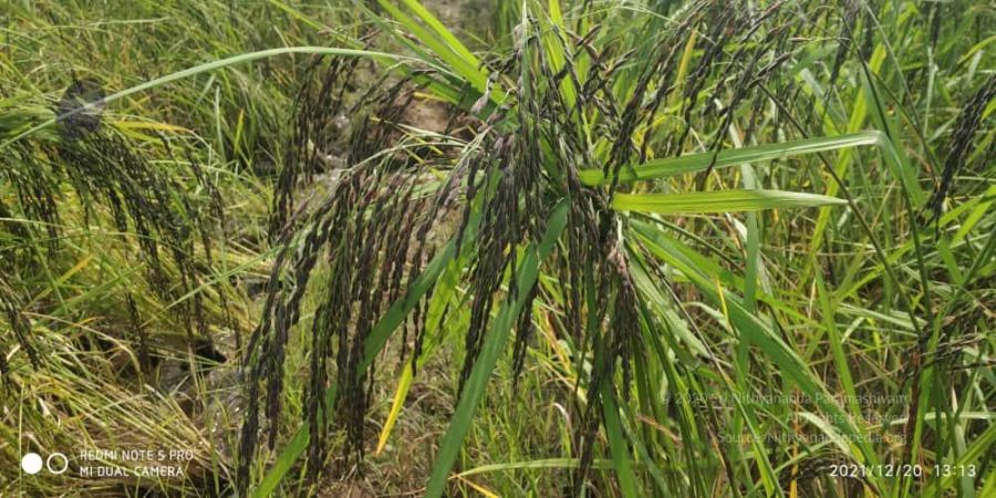 20211220 kacharapattu 1.39.17 PM (1) 11.jpg