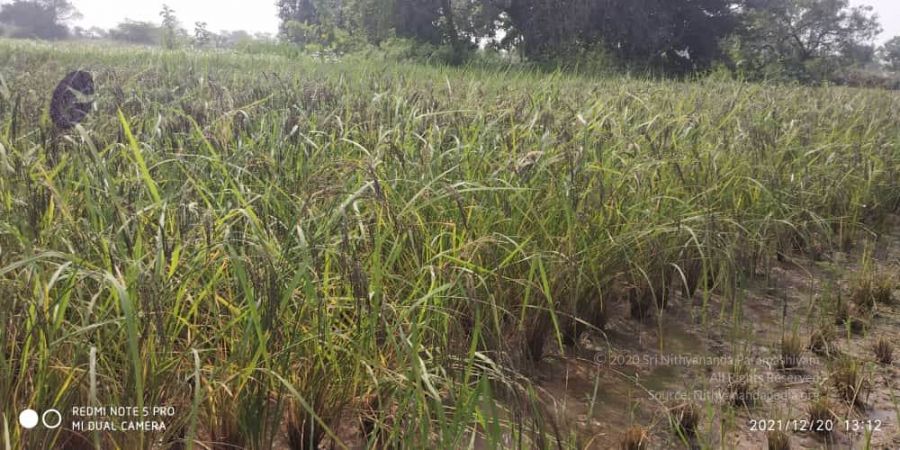 20211220 kacharapattu 1.39.18 PM (2) 11.jpg