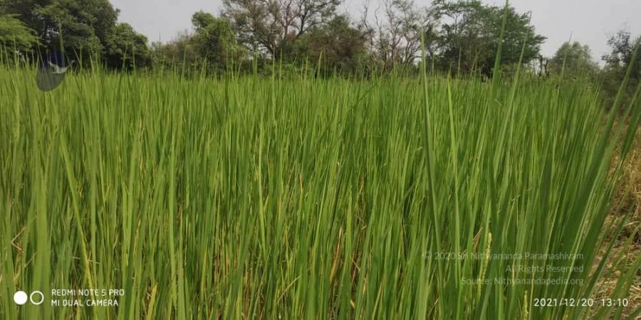 20211220 kacharapattu 1.39.19 PM (2) 11.jpg