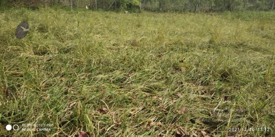 20211220 kacharapattu 1.39.19 PM 11.jpg