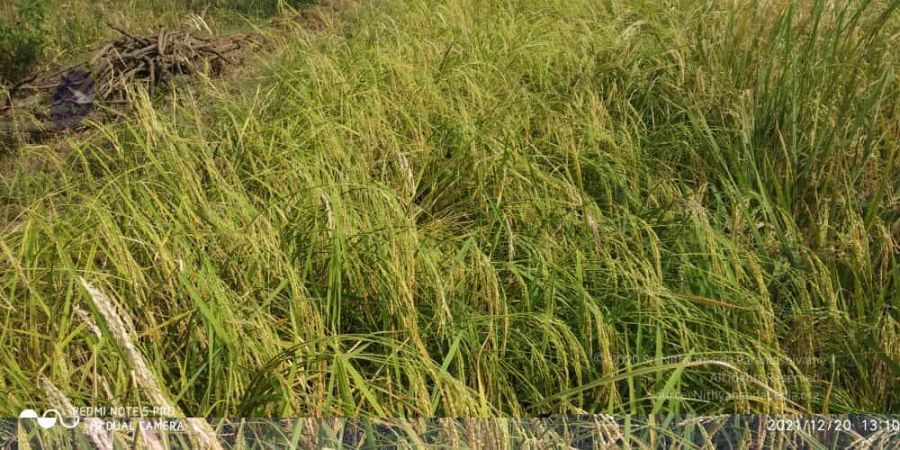 20211220 kacharapattu 1.39.20 PM 11.jpg