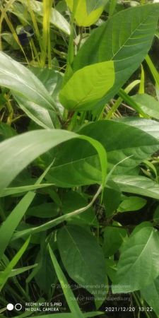 20211220 kacharapattu 1.39.24 PM 11.jpg