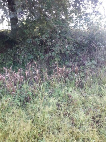 File:20211226 kacharapattu clearing 10.49.50 AM 11.jpg