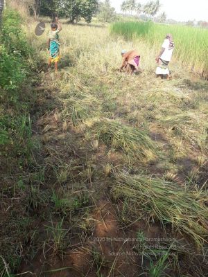 20211226 kacharapattu harvest.jpg