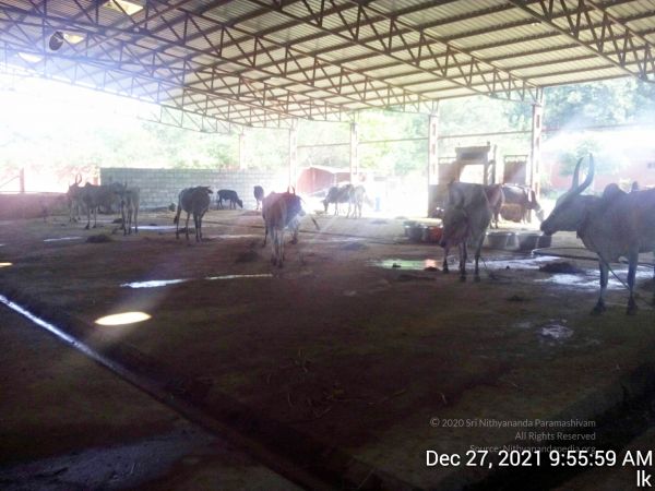 20211227 gaumandir 095559 11.jpg