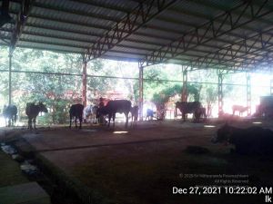 20211227 gaumandir 102202 11.jpg
