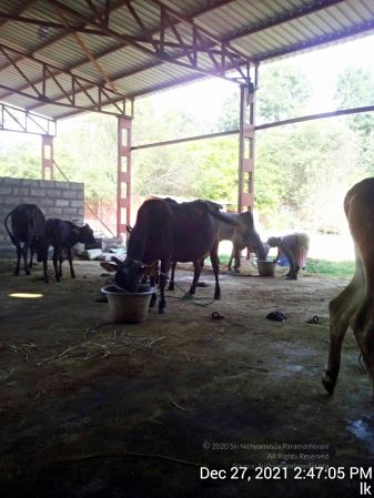 20211227 gaumandir 144706 11.jpg