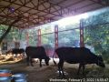 Thumbnail for version as of 12:02, 3 February 2022