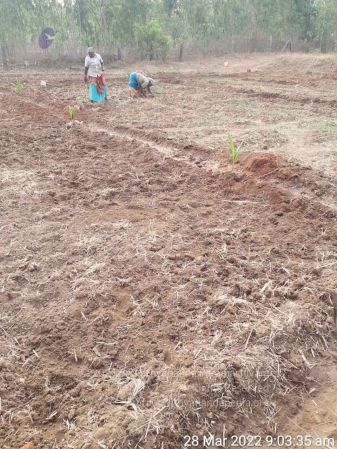 20220328 kacharapattu2022-03-29 at 1.49.28 PM (1).jpg