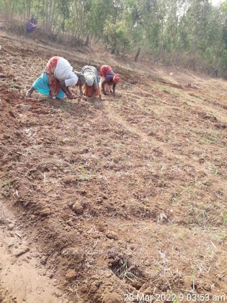 File:20220328 kacharapattu2022-03-29 at 1.49.30 PM.jpg