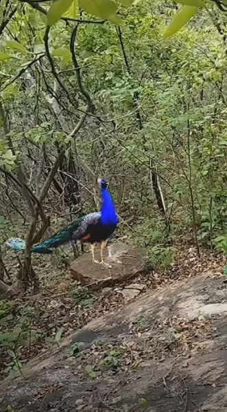 File:20240124 1059 422259849 FB.jpg