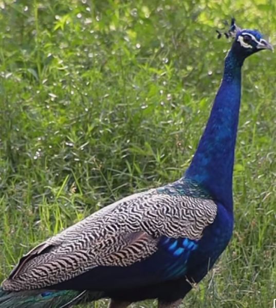 File:20240124 1060 422240028 FB.jpg