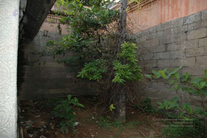 ArunachaleshwaraTemple KrittikaMandapam 11Nov2006 NagalingaTree 1 watermarked.jpg