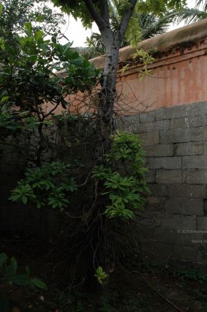 ArunachaleshwaraTemple KrittikaMandapam 11Nov2006 NagalingaTree 6 watermarked.jpg