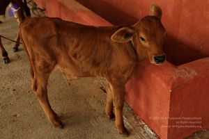 Batch 20150428 4326 CMP WM.jpg