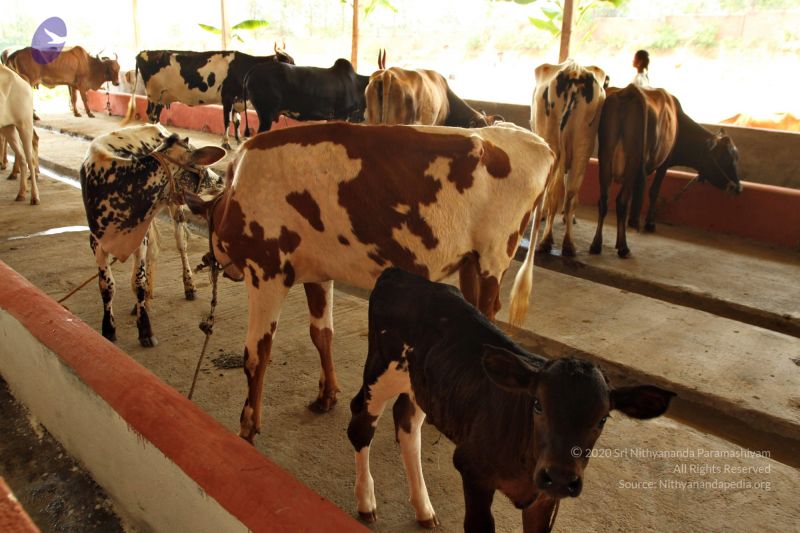 File:Batch 20150428 4327 CMP WM.jpg