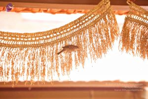 Batch 20170117 8527 CMP WM.jpg