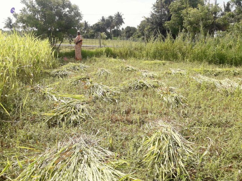 File:Greenfodder-1.jpeg