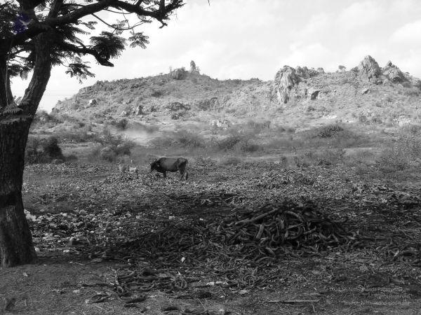 HILL Tiruvannamalai Arunachala 6Apr2007 (57)-49.jpg