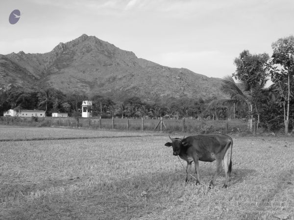 HILL Tiruvannamalai Arunachala 6Apr2007 (77)-67.jpg