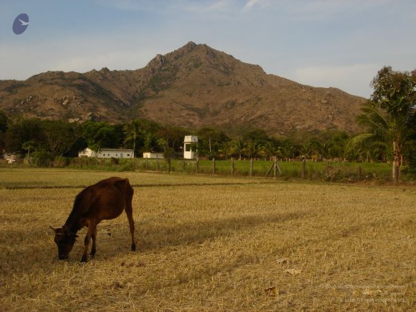 HILL Tiruvannamalai Arunachala 6Apr2007 (80)-70.jpg