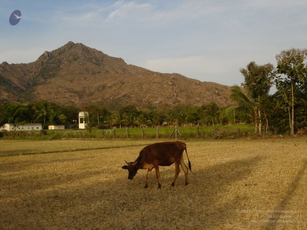 HILL Tiruvannamalai Arunachala 6Apr2007 (82)-72.jpg