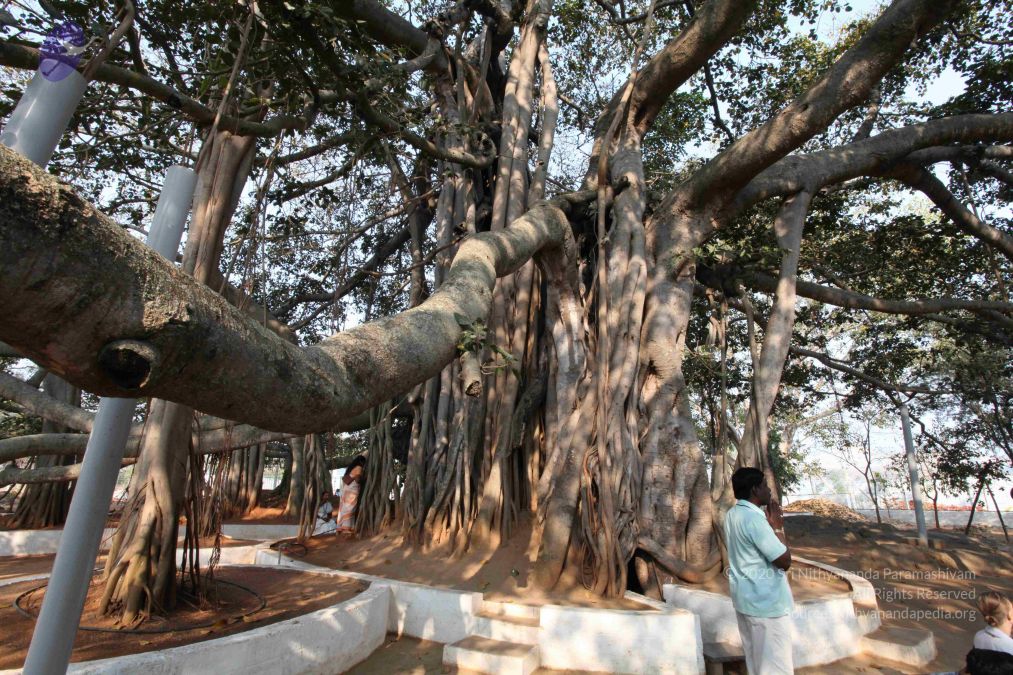 Banyan Tree - Nithyanandapedia